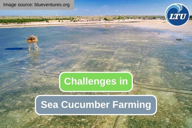 Learn the Challenges in Sea Cucumber Farming